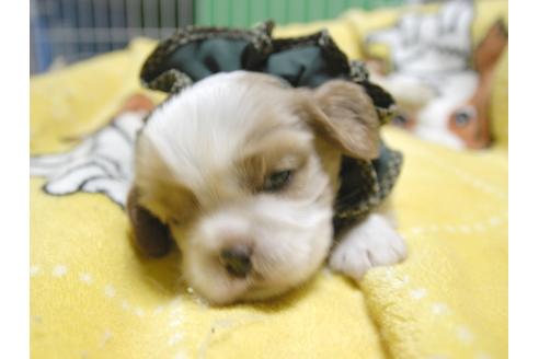 成約済の埼玉県のキャバリアキングチャールズスパニエル-52512の2枚目